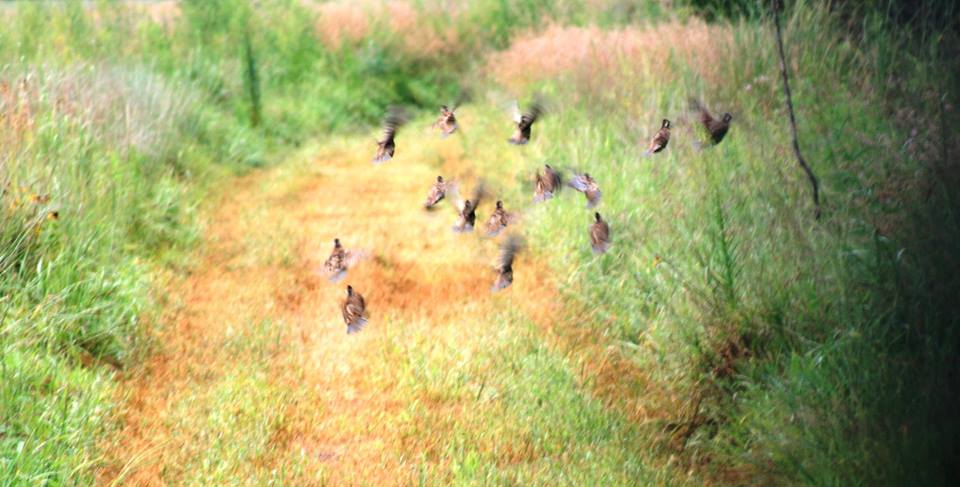 upland habitat basics Quail Template quail are \